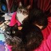 spooky_kittens
